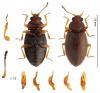 Corticarina minuta